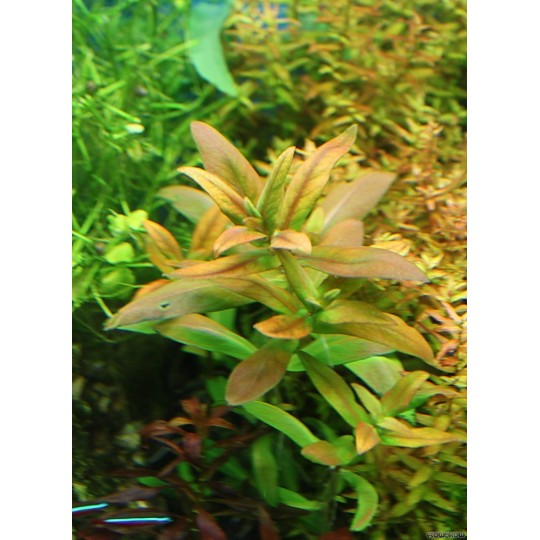Ammannia capitellata - 1 Bunch