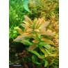 Ammannia capitellata - 1 Bunch