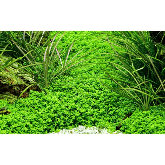 Hemianthus callitrichoides 'Cuba'