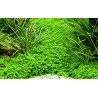Hemianthus callitrichoides 'Cuba'
