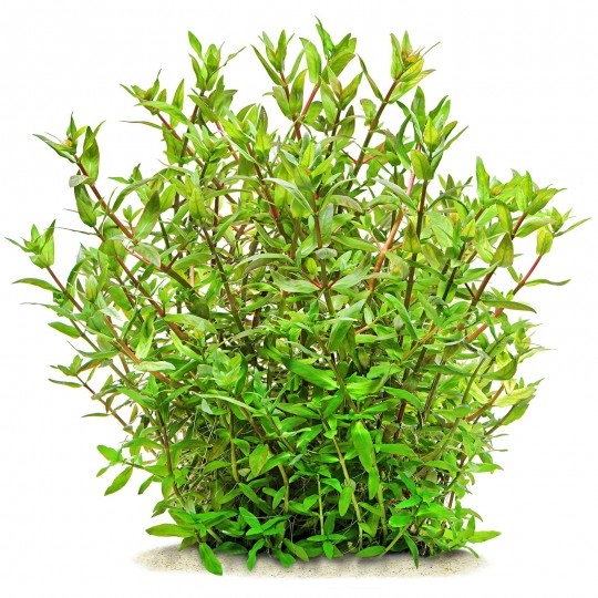 Ammannia capitellata - 1 Bunch