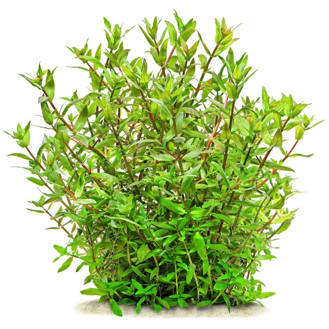 Ammannia capitellata - 1 Bunch