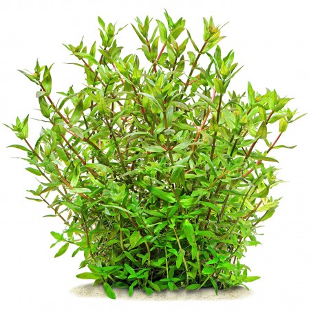 Ammannia capitellata - 1 Bunch