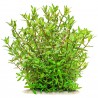 Ammannia capitellata - 1 Bunch