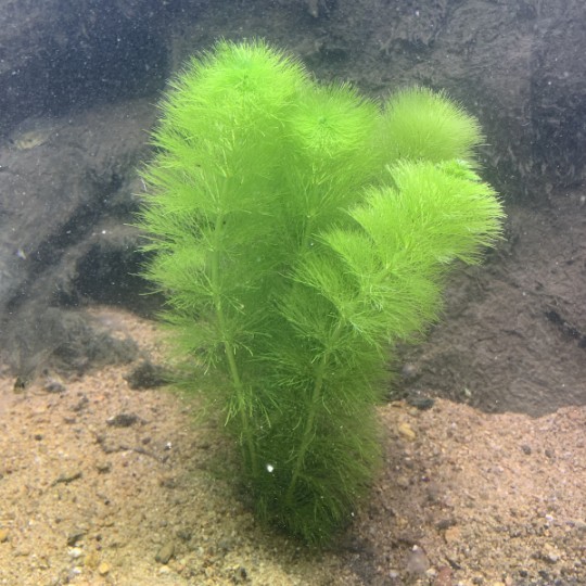Limnophila wilsonii - 1 Bunch
