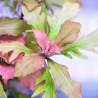 Hygrophila triflora -1 Bunch