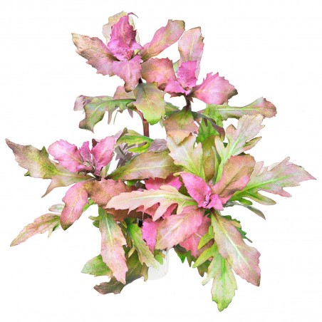 Hygrophila triflora -1 Bunch