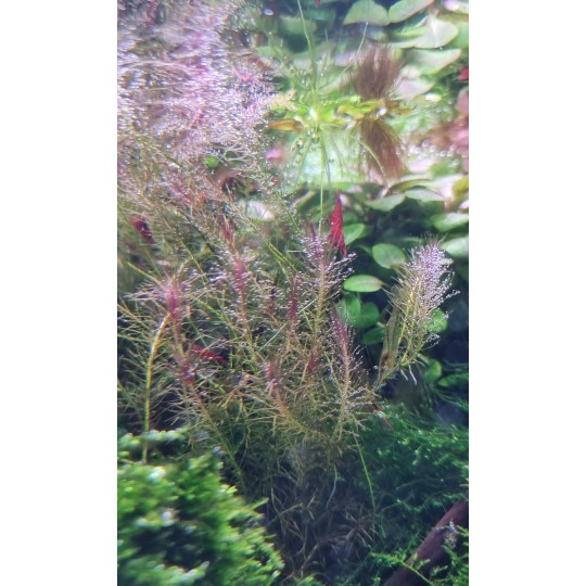 Mayaca sp. "Santarem Red" - 1 Bunch