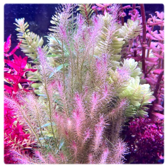 Mayaca sp. "Santarem Red" - 1 Bunch