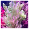 Mayaca sp. "Santarem Red" - 1 Bunch