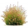 Mayaca sp. "Santarem Red" - 1 Bunch