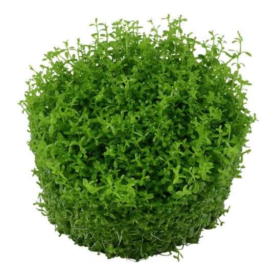 Hemianthus callitrichoides 'Cuba'