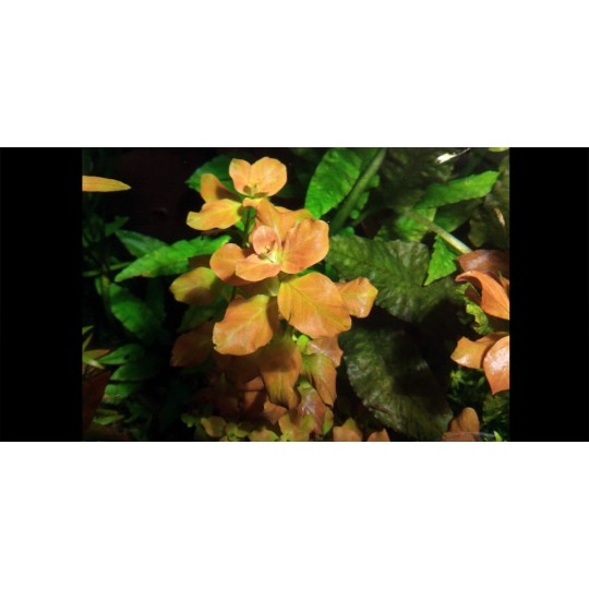 Ludwigia sp. "Marilia" - 1 Bunch