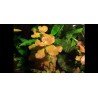 Ludwigia sp. "Marilia" - 1 Bunch