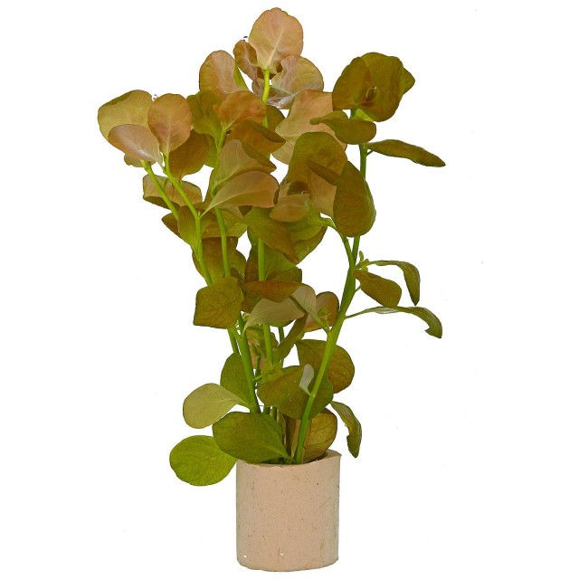 Ludwigia sp. "Marilia" - 1 Bunch