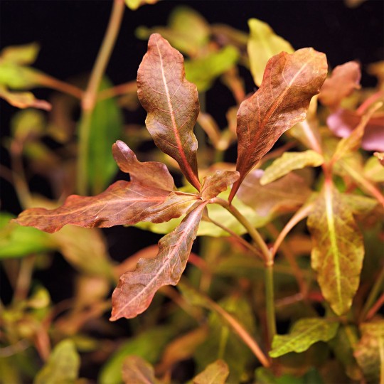 Hygrophila sp. "Brown" - 1 Bunch