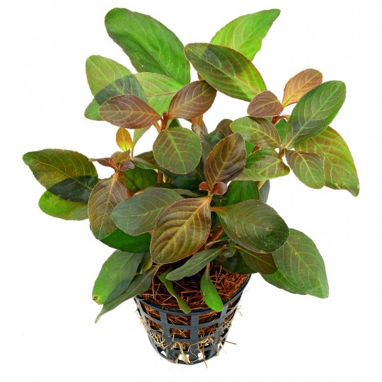 Hygrophila sp. 'Green Olive' - 1 Bunch