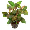 Hygrophila sp. 'Green Olive' - 1 Bunch