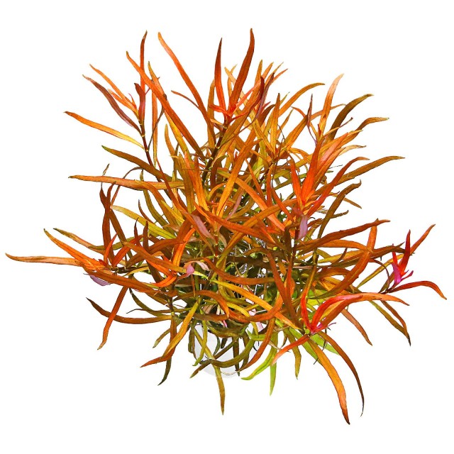 Ludwigia brevipes - 1 Bunch