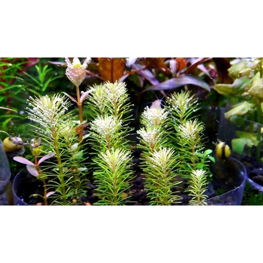 Rotala mexicana "Bangladesh" - 1 Bunch