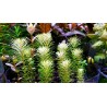 Rotala mexicana "Bangladesh" - 1 Bunch