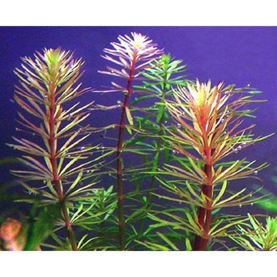 Rotala mexicana "Bangladesh" - 1 Bunch