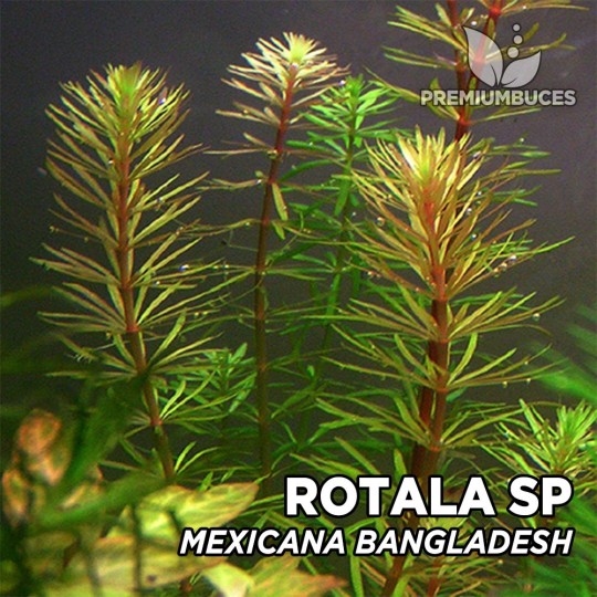Rotala mexicana "Bangladesh" - 1 Bunch