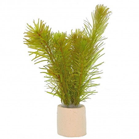Rotala mexicana "Bangladesh" - 1 Bunch