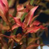Murdannia engelsii - 1 Bunch