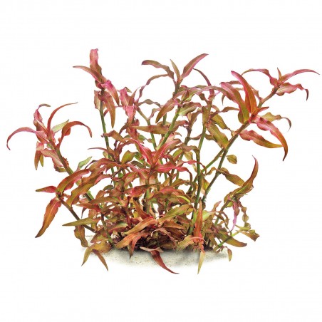 Murdannia engelsii - 1 Bunch