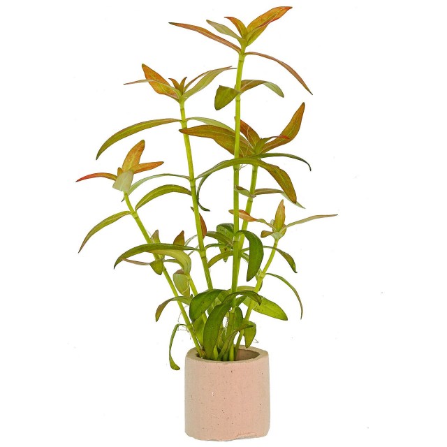 Diodia cf. kuntzei - 1 Bunch