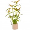 Diodia cf. kuntzei - 1 Bunch