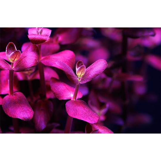 Bacopa salzmannii "Purple" - 1 пучок