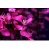 Bacopa salzmannii "Purple" - 1 пучок