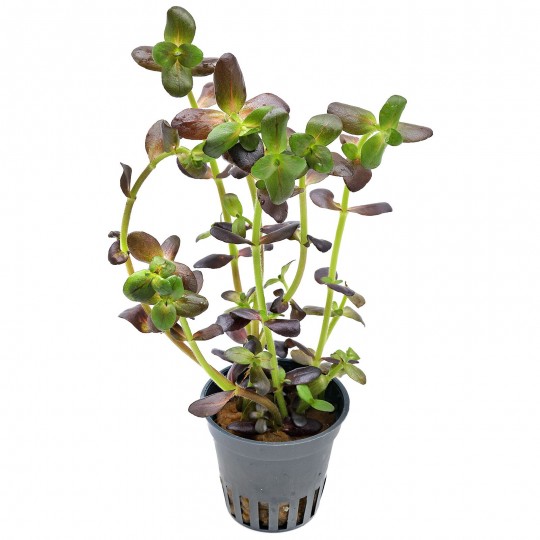 Bacopa salzmannii "Purple" - 1 пучок