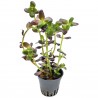 Bacopa salzmannii "Purple" - 1 пучок