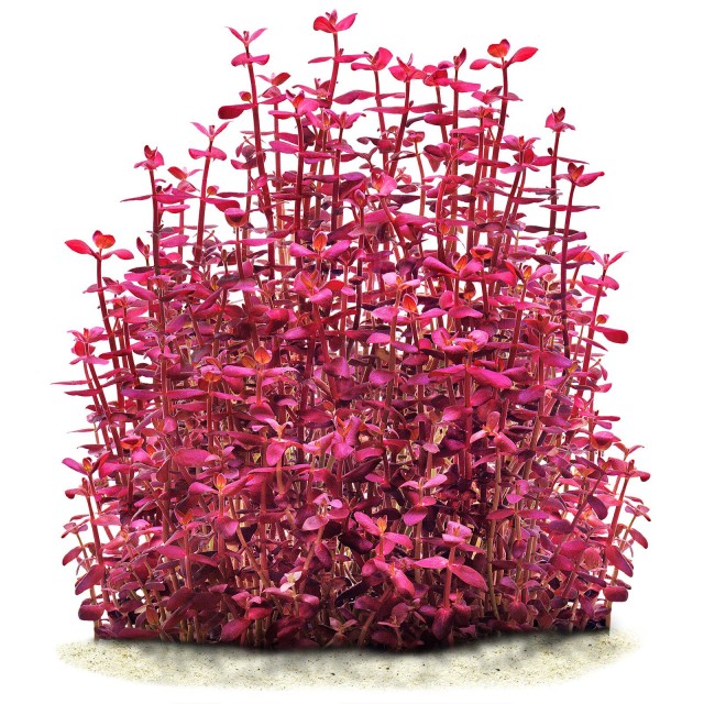 Bacopa salzmannii "Purple" - 1 пучок