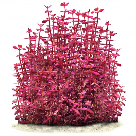 Bacopa salzmannii "Purple" - 1 пучок