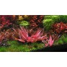 Cryptocoryne sp. Flamingo - 1 ķekars
