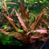 Cryptocoryne wendtii 'Florida Sunset' - 1 Bunch - Rare