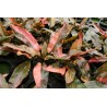 Cryptocoryne wendtii 'Florida Sunset' - 1 Bunch - Rare