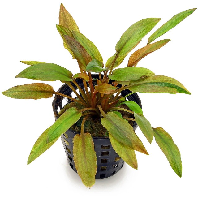 Cryptocoryne wendtii 'Florida Sunset' - 1 Bunch - Rare