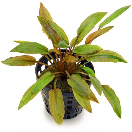 Cryptocoryne wendtii 'Florida Sunset' - 1 Bunch - Rare