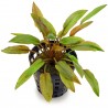 Cryptocoryne wendtii 'Florida Sunset' - 1 Bunch - Rare