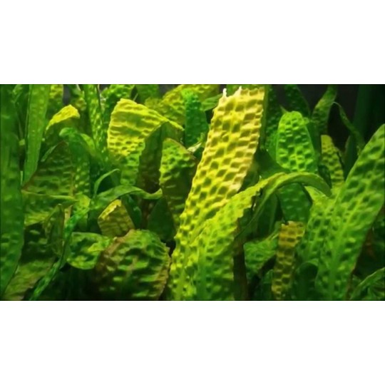 Cryptocoryne Hudoroi - Very Rare Plant - 1 Plant - Live aquarium plant