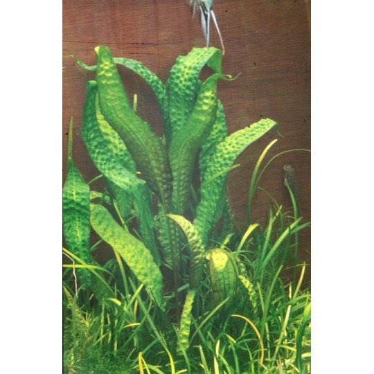 Cryptocoryne Hudoroi - Very Rare Plant - 1 Plant - Live aquarium plant