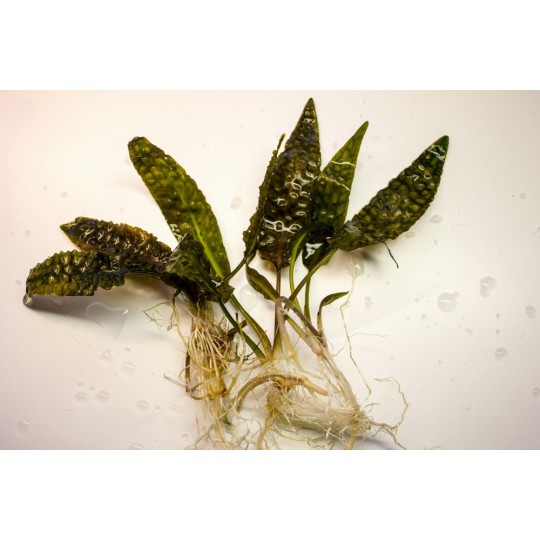 Cryptocoryne Hudoroi - Very Rare Plant - 1 Plant - Live aquarium plant