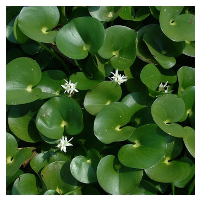 Heteranthera reniformis — kidney-leaved mud-plantain
