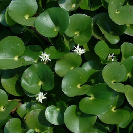 Heteranthera reniformis — kidney-leaved mud-plantain