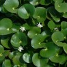 Heteranthera reniformis — kidney-leaved mud-plantain